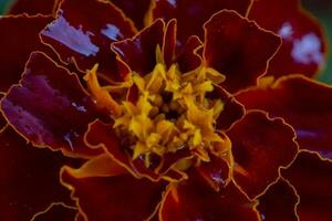 lindo vermelho flor calêndula fechar para cima.linda vermelho flor foto