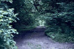 místico sombrio floresta com uma path.gloomy floresta panorama. foto