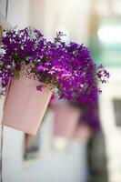 roxa lobelia flores dentro uma flor Panela em uma luz fundo. foto