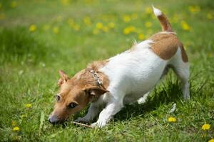 engraçado cachorro jack russell procriar tocam com uma bastão em a verão grama. lindo cachorro dentro natureza. foto