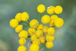 amarelo flores do a medicinal plantar tansy fechar-se. natural fundo. foto