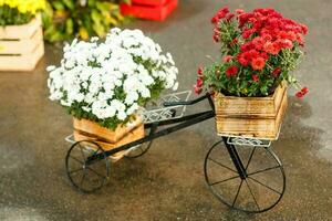 modelo do a velho bicicleta equipado com cesta do flores outono flores decoração foto