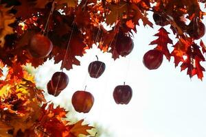 outono ainda vida foto zona decoração Ucrânia Rússia viburnum árvore maçãs barril roda feno cesta vermelho laranja outono