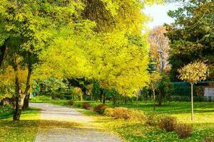 outono dentro uma parque, estrada dentro amarelo folhas foto