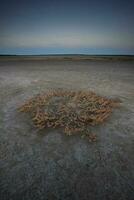 salina vegetação dentro uma semi deserto ambiente, la pampa província, Patagônia, Argentina. foto