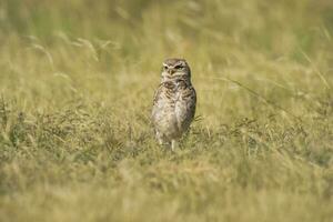 escavação coruja , Atenas cunicularia, olhando às a Câmera, la pampa província, Patagônia, Argentina foto