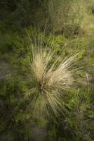 Relva dentro caldeirão floresta ambiente, la pampa província, Patagônia, Argentina. foto