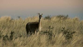 guanacos dentro pastagem ambiente, parque luro natureza reserva, la pampa província, Argentina. foto