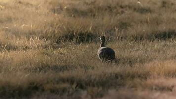 vermelho alado tinamou, rhynchotus rufescens, la pampa província , Argentina foto