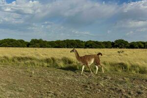 guanacos dentro pastagem ambiente, parque luro natureza reserva, la pampa província, Argentina. foto