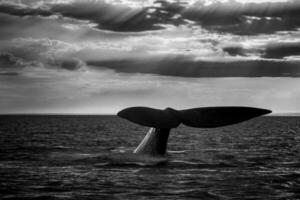 sulista certo baleia rabo sorte , Península valdes patagônia , Argentina foto