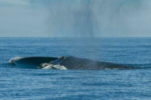 sulista certo baleia respiração em a superfície, Península valdes patagônia , Argentina foto