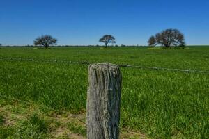 pampas árvore paisagem, la pampa província, Patagônia, Argentina. foto