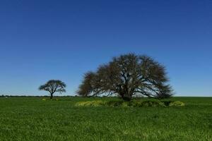 pampas árvore paisagem, la pampa província, Patagônia, Argentina. foto