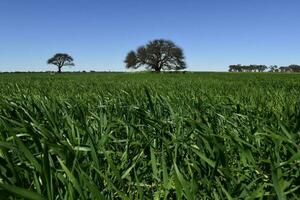 pampas árvore paisagem, la pampa província, Patagônia, Argentina. foto