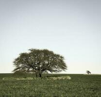 pampas árvore paisagem, la pampa província, Patagônia, Argentina. foto