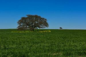 pampas árvore paisagem, la pampa província, Patagônia, Argentina. foto