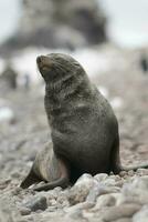 antártico pele sealarctophoca gazela, a praia, antártico Península. foto