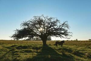 cavalo e solitário árvore dentro pampas panorama foto