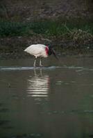 jabiru pescaria, pantanal, Brasil foto