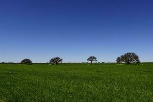 caldeirão árvore paisagem, la pampa, Argentina foto