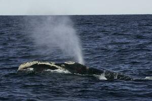 sohutern certo baleia baleia respirando, Península valdes, Patagônia, Argentina foto