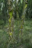 chaar árvore dentro caldeirão floresta, floresceu dentro primavera, lá pampa, argentina foto