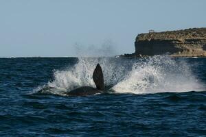 sohutern certo baleia pulando, ameaçadas de extinção espécies, Patagônia, Argentina foto