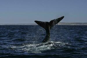 sohutern certo baleia rabo lobtailing, ameaçadas de extinção espécies, Patagônia, Argentina foto