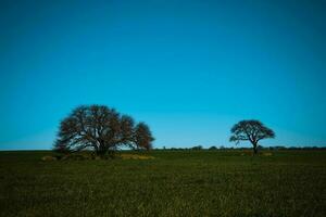 colorida paisagem, pampas, Argentina foto