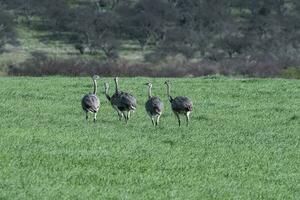 maior ema, ema americana, dentro pampas coutryside ambiente, la pampa província, ,brasil. foto