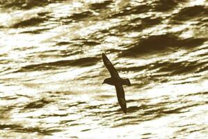 capa petrel, antártico pássaro, Antrtica foto