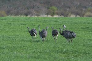 maior ema, ema americana, dentro pampas coutryside ambiente, la pampa província, ,brasil. foto