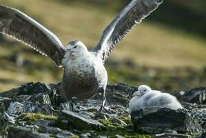 antártico gigante petrel, ana Ponto, Livingston ilha, sul Shetlands , Antrtica foto