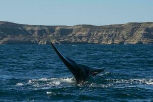 sohutern certo baleia cauda, península valdes, chubut, Patagônia, Argentina foto