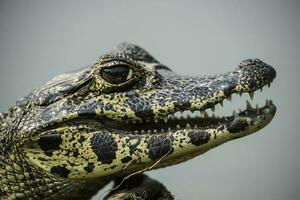 amplo focinho jacaré, jacaré latirostris bebê, pantanal, mato grosso, brasil. foto