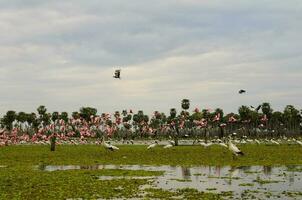 maguari cegonha Ciconia maguari e róseo colhereiro, dentro pantanal ambiente, la estrella pântano, Formosa província, Argentina. foto