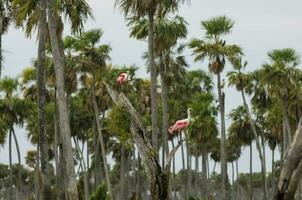 róseo colhereiro, dentro pantanal ambiente, la estrella pântano, Formosa província, Argentina. foto