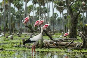 maguari cegonha Ciconia maguari e róseo colhereiro, dentro pantanal ambiente, la estrella pântano, Formosa província, Argentina. foto