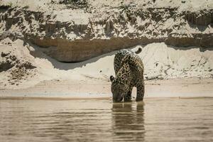 jaguar bebendo dentro a cuiabá rio, pantanal, mato grosso, Brasil foto