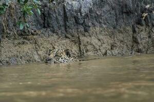 jaguar natação dentro a cuiabá rio ,pantanal,mato grosso, brasil foto