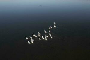 coscoroba cisne natação dentro uma lagoa , aéreo ver,la pampa província, Patagônia, Argentina. foto