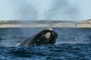 sohutern certo baleia baleia respirando, Península valdes, unesco mundo herança site, chubut província, Patagônia, Argentina foto