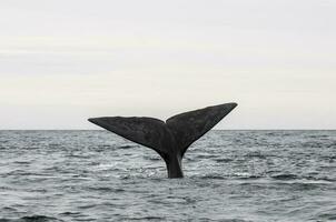sulista certo baleia rabo , Península valdes patagônia , Argentina foto