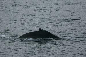 corcunda baleia mergulho, megaptera novaeangliae,antrtica. foto