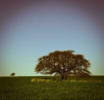 pampas árvore paisagem, la pampa província, Patagônia, Argentina. foto