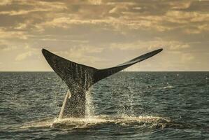 sohutern certo baleia cauda, ameaçadas de extinção espécies, Patagônia, Argentina foto