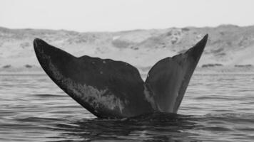 baleia rabo Fora do água, Península valdes, patagônia, argentina. foto