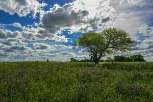 colorida paisagem, pampas, Argentina foto