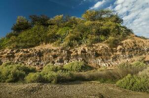 chaar árvore dentro caldeirão floresta, floresceu dentro primavera, lá pampa, argentina foto